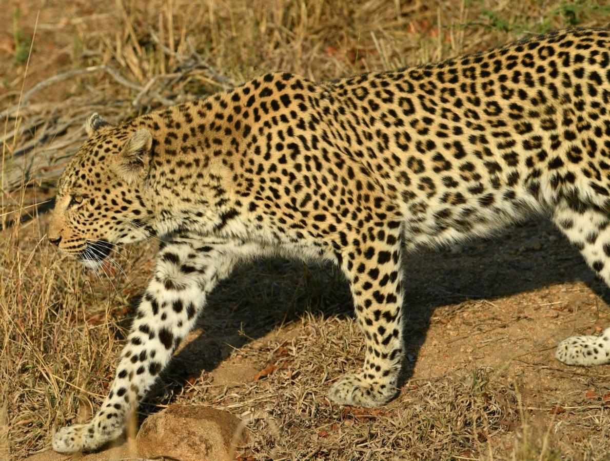 Bona Ngwenya Lodge & Safaris 玛洛斯帕克 外观 照片