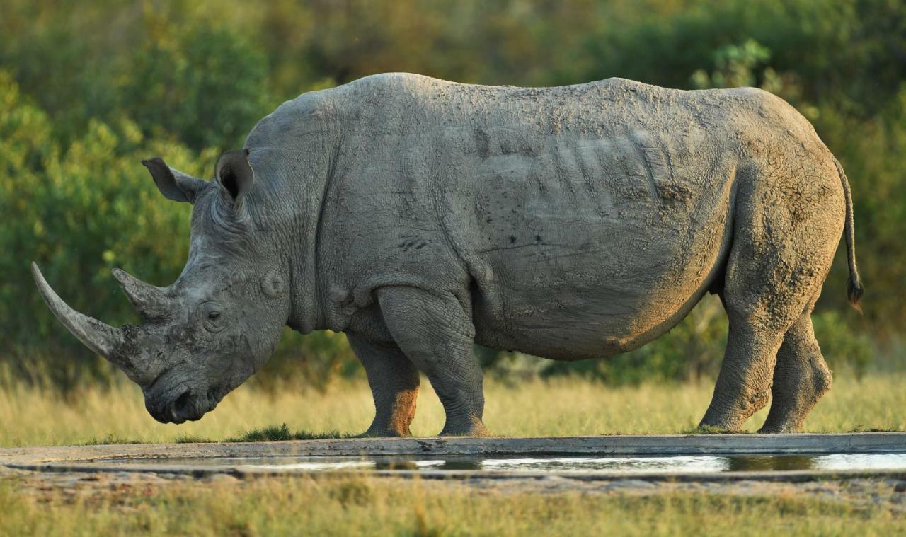 Bona Ngwenya Lodge & Safaris 玛洛斯帕克 外观 照片