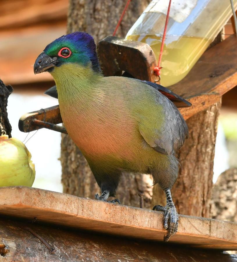 Bona Ngwenya Lodge & Safaris 玛洛斯帕克 外观 照片