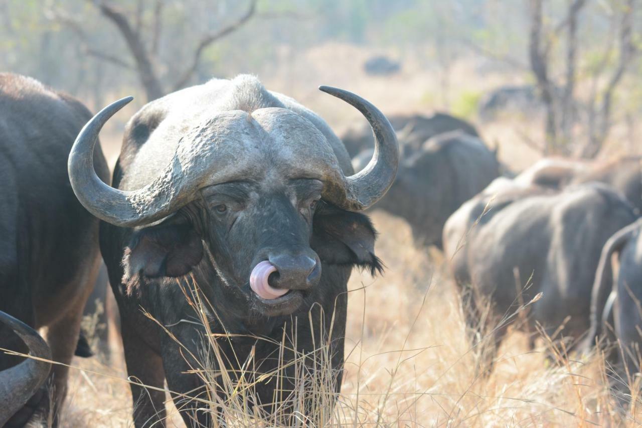 Bona Ngwenya Lodge & Safaris 玛洛斯帕克 外观 照片