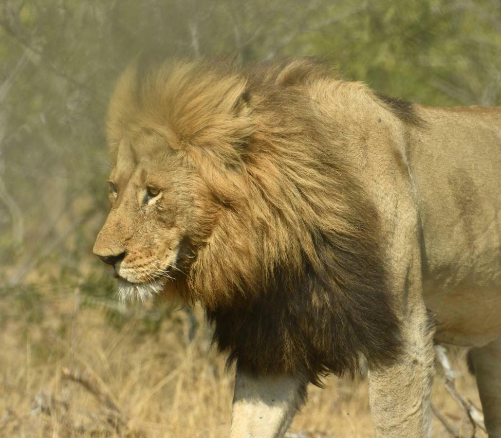 Bona Ngwenya Lodge & Safaris 玛洛斯帕克 外观 照片